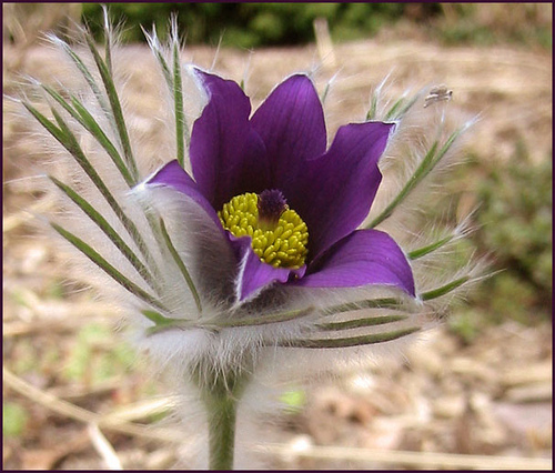 Pasque Flowers